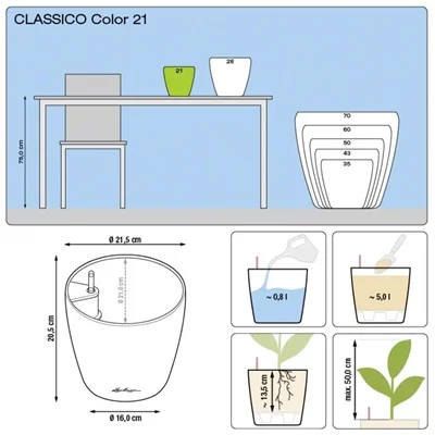 Orchid Elena - Image 2