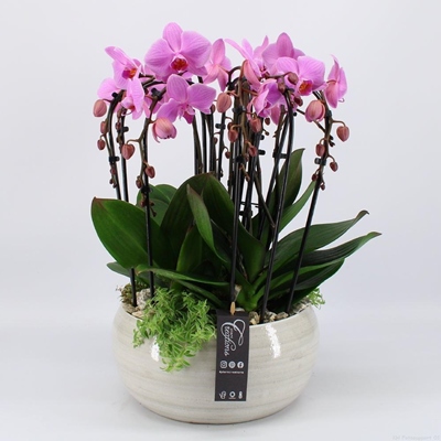 Orchid Delivery Moscow