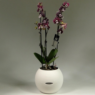 Orchids to Moscow Russia