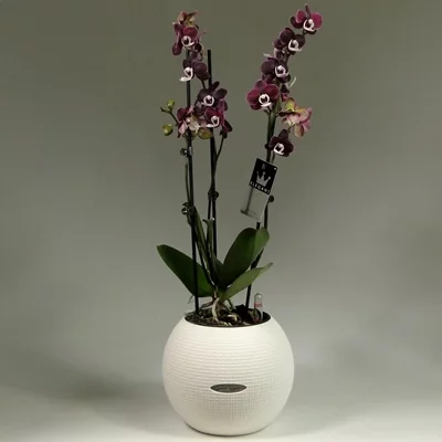 Orchids to Moscow Russia