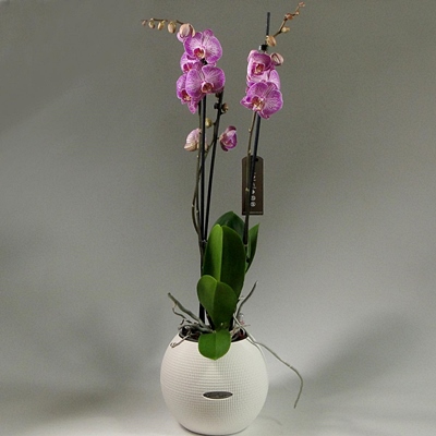 Send orchids to Moscow