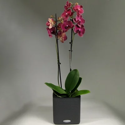 Orchid delivery to Moscow Russia